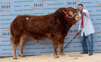 ALLANFAULD NEMESIS TOPS CARLISLE SPRING SALE AT 27,000GNS
