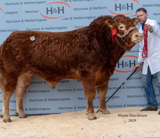 ALLANFAULD NEMESIS TOPS CARLISLE SPRING SALE AT 27,000GNS