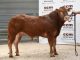 ODDACRES OSWALD SETS A NEW CENTRE RECORD OF 10,000GNS AT SKIPTON LIMOUSIN SALE