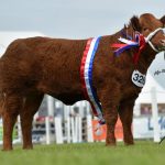 Peppa Reserve Junior Interbreed