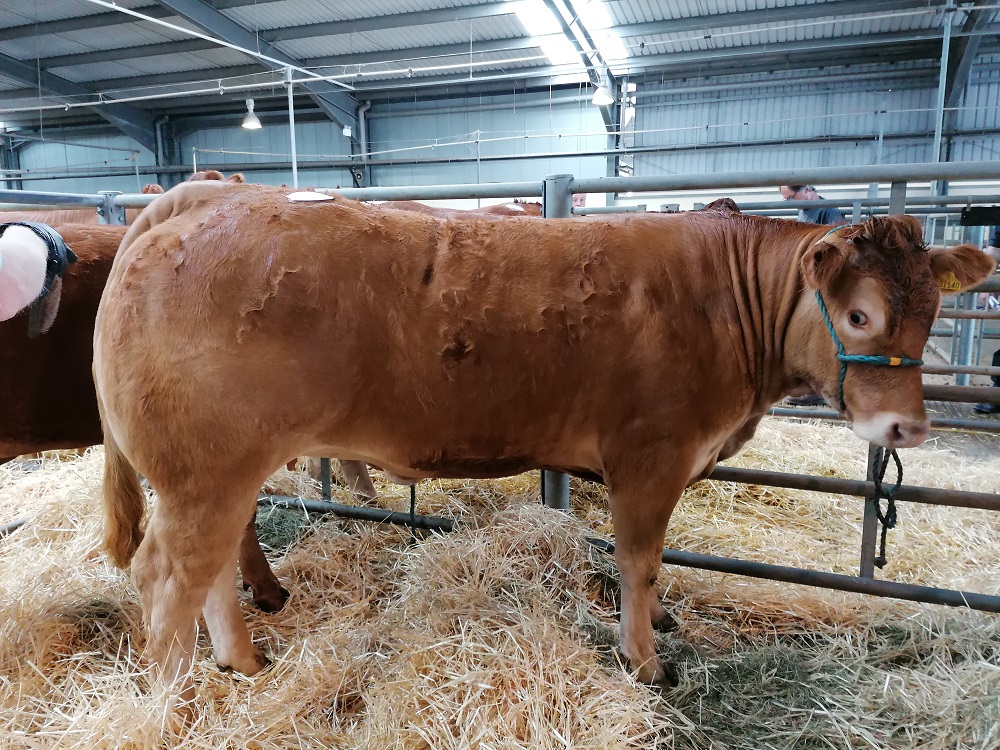 South West Summer Pedigree Limousin Sale | British Limousin Cattle Society