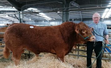 South West Summer Pedigree Limousin Sale