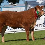 Stathearn Oopsadaisy – Res Female and Res Overall Champion