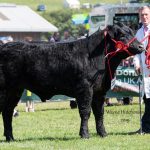 Dark Destroyer – Steer Champion