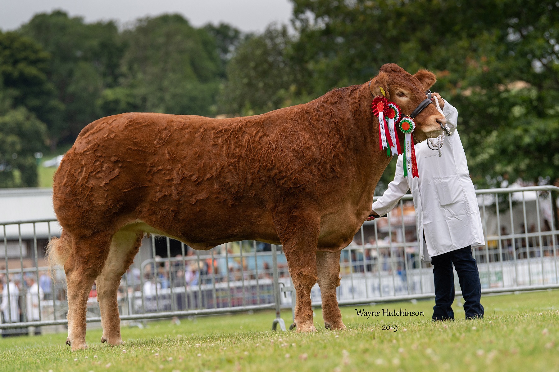 Forløber mønster båd FOXHILLFARM NAOMI SECURES THE MAJOR 'TRIPLE CROWN' WITH CHAMPIONSHIP WIN AT  THE 2019 ROYAL WELSH SHOW | British Limousin Cattle Society