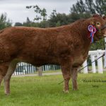 FOXHILLFARM NAOMI ‘DOUBLES UP’ AND LIFTS THE SUPREME CHAMPIONSHIP AT THE GREAT YORKSHIRE SHOW