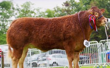 FOXHILLFARM NAOMI WINS THE SCOTTISH LIMOUSIN GRAND PRIX AND OVERALL INTERBREED TITLES AT KELSO’S BORDER UNION SHOW