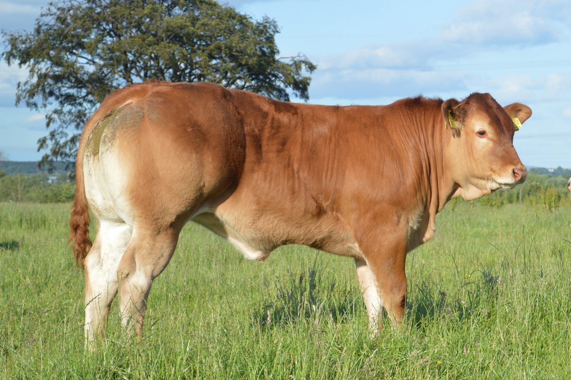 7000GNS LODGE PEARL LEADS LIMOUSIN PRODUCTION SALE British Limousin