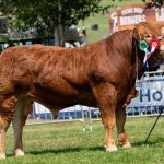 Mojo Onion – 2nd in Elite Beef Breeders