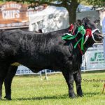 Spice Girl – Res Heifer and Res Overall Commercial