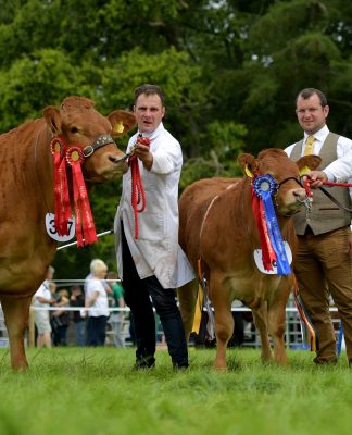 CULNAGECHAN LIBERTY AND HER DAUGHTER RATHKEELAND PHOENIX WIN THE TOP PRIZES IN THE NI LIMOUSIN CHAMPIONSHIPS
