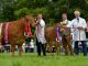 CULNAGECHAN LIBERTY AND HER DAUGHTER RATHKEELAND PHOENIX WIN THE TOP PRIZES IN THE NI LIMOUSIN CHAMPIONSHIPS