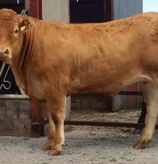 TRUEMAN NOLEEN SECURES TOP PRICE AT NORTHERN IRELAND LIMOUSIN CLUB SALE