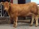 TRUEMAN NOLEEN SECURES TOP PRICE AT NORTHERN IRELAND LIMOUSIN CLUB SALE