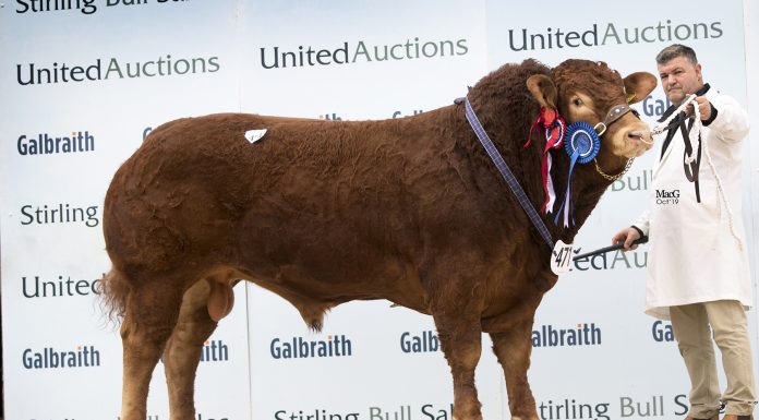 Stirling October Sale Storms to 10,000gns With Ironstone Oliver