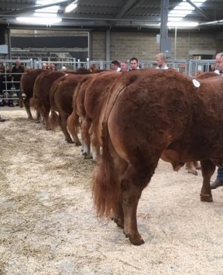 Melton Mowbray Sale Report – Saturday 12th October 2019