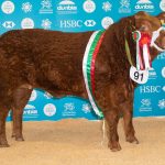 £10,800 RIZZO LEADS WELSH WINTER FAIR
