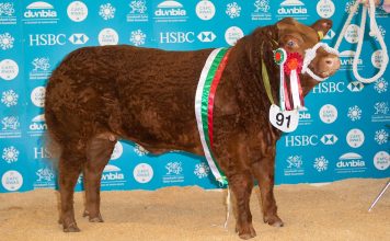 £10,800 RIZZO LEADS WELSH WINTER FAIR