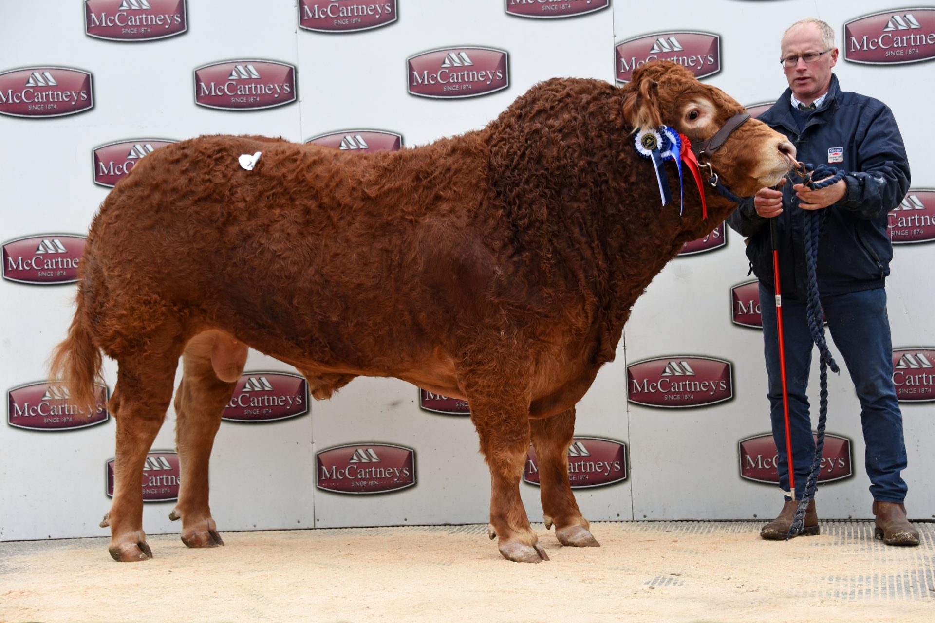 RHIWLLECH BULL LEADS BRECON LIMOUSIN TRADE AT 3,300GNS British