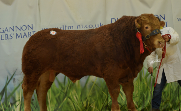Killydunn Ozzy Tops Dungannon Limousin Sale At 4200gns
