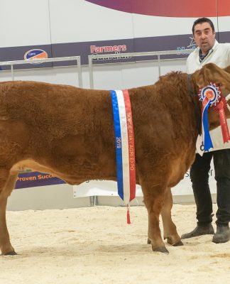 LIMOUSIN STRENGTH IN DEPTH THROUGHOUT AGRI EXPO