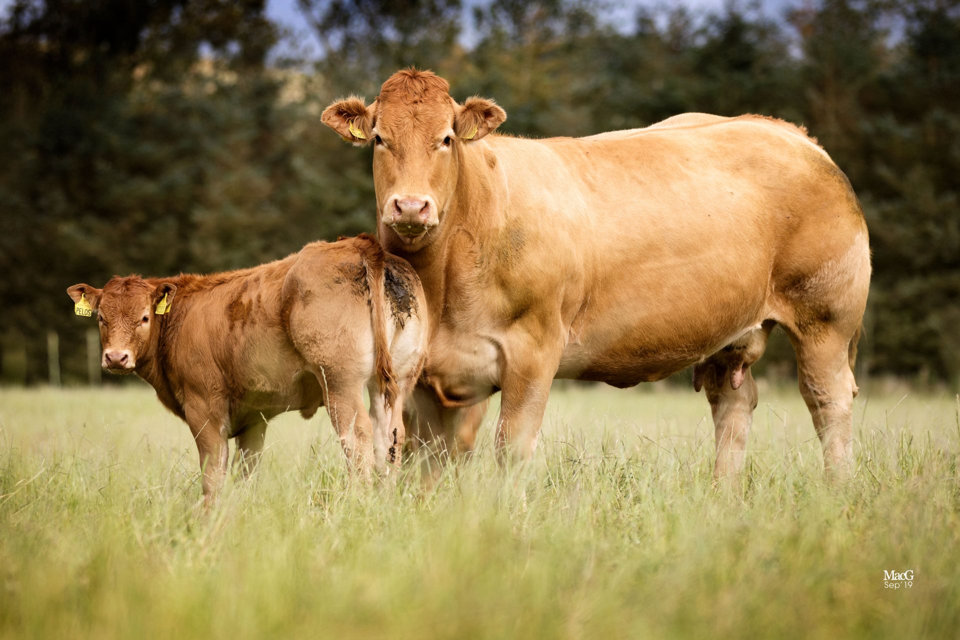 Homebyres Hits 26,000gns At Their Limousin Herd Dispersal 