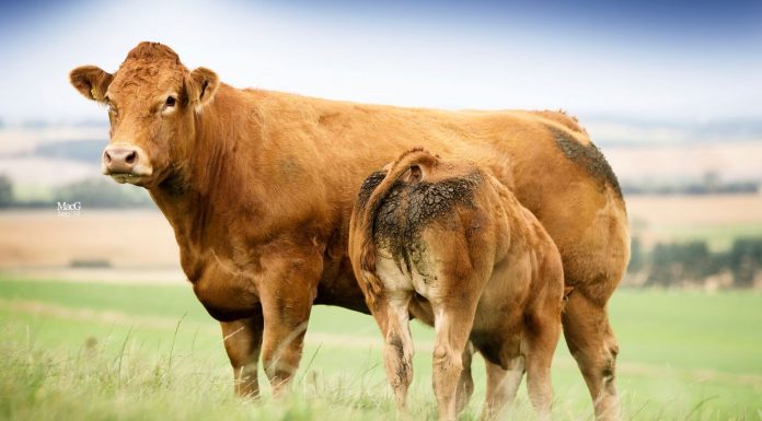 HOMEBYRES HITS 26,000GNS AT THEIR LIMOUSIN HERD DISPERSAL