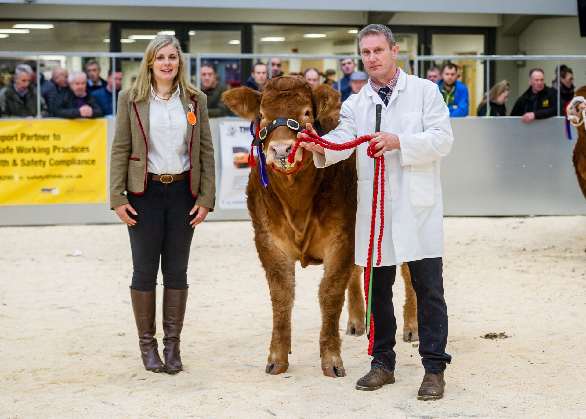 Red Ladies Derby Reaches 20000gns British Limousin Cattle Society 8954