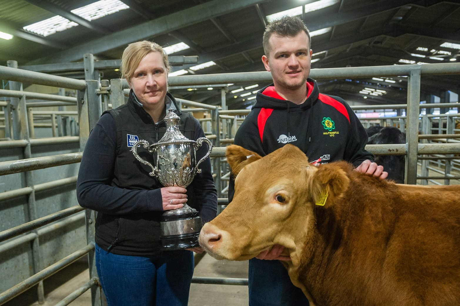 Haughton’s Limousin-cross Heifer Wins YFC Calf Competition | British ...