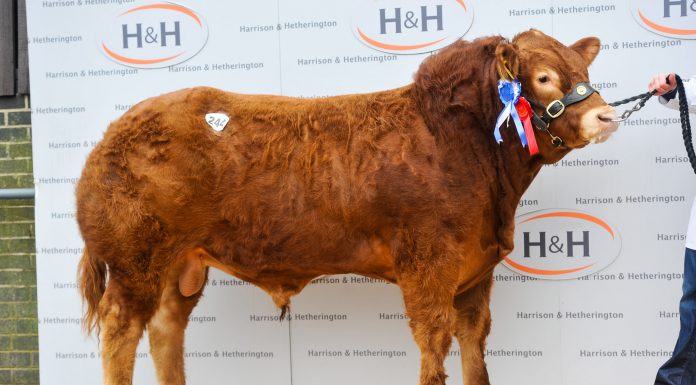 Carlisle ‘Virtual’ Sale