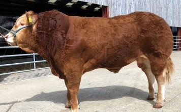 Skipton Limousin Sale 13th-14th May