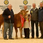 lot97 Rahoney Ophelia – 5200gns with Judge Sean Killen and sponsors Connor McNeill – Ulster Bank & Johnny Connon – Connon General Merchants