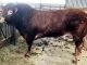 £4,400 ODDACRES BULL HEADS SKIPTON LIMOUSIN SALE