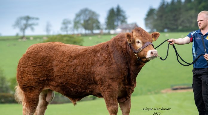 £8,000 EAGLESIDE BULL TOPS JUNE LIMOUSIN SALE AT CARLISLE