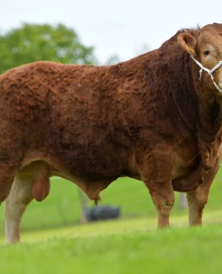 10,500GNS ALL-BREEDS CENTRE RECORD SET AT BALLYMENA
