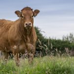 SCORBORO STAR ENTRIES