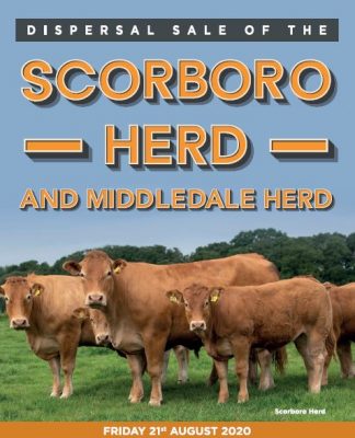 Scorboro and Middledale Herd Dispersal 21st August 2020