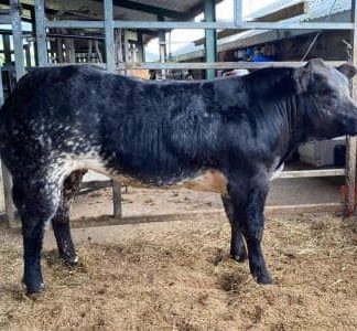 Limousin Sired calves dominate prices at Thainstone Spectacular