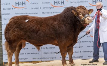 CARLISLE BULL AND FEMALE CATALOGUE – OUT NOW!