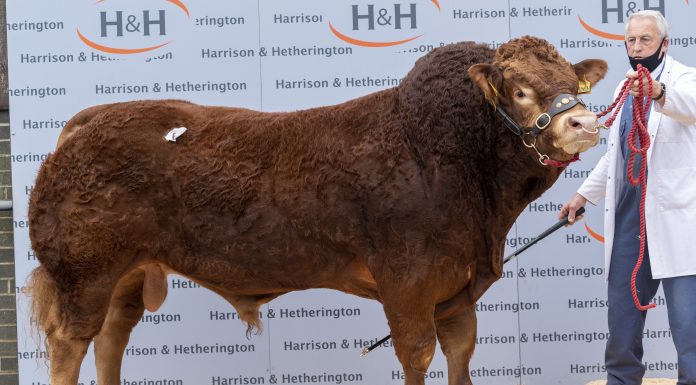 Carlisle Limousin Pack a Punch