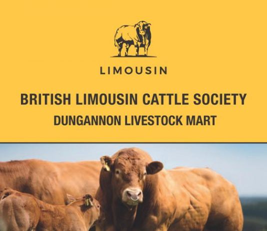 Dunagnnon October Sale
