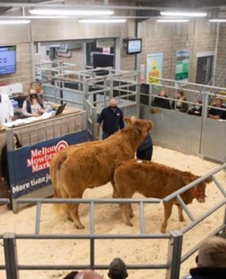 The East Midlands British Limousin Breeders Club Report