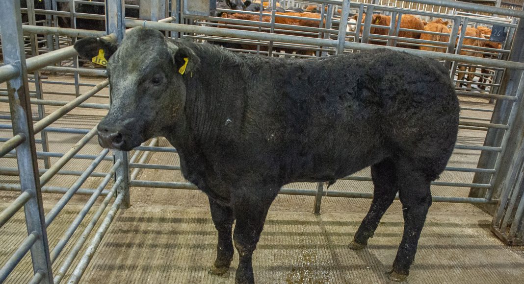 Hexham & Northern Marts Special Annual Prize Show and Sale | British ...