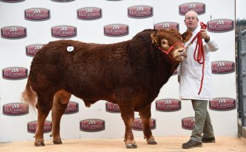 Reduction Sale of 81 Pedigree Limousins from the Killerton Herd