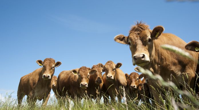 Changes to ID tags for animals travelling to Northern Ireland