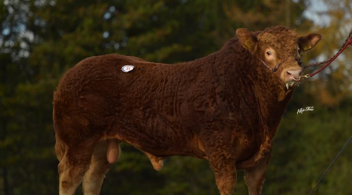 7,200GNS GLENEAGLE PASCAL TOPS THE LIMOUSIN AUTUMN SALE IN DUNGANNON