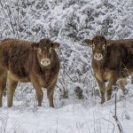 CHRISTMAS CLOSURE