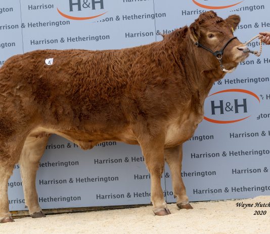 Sale Reports British Limousin Cattle Society 7141