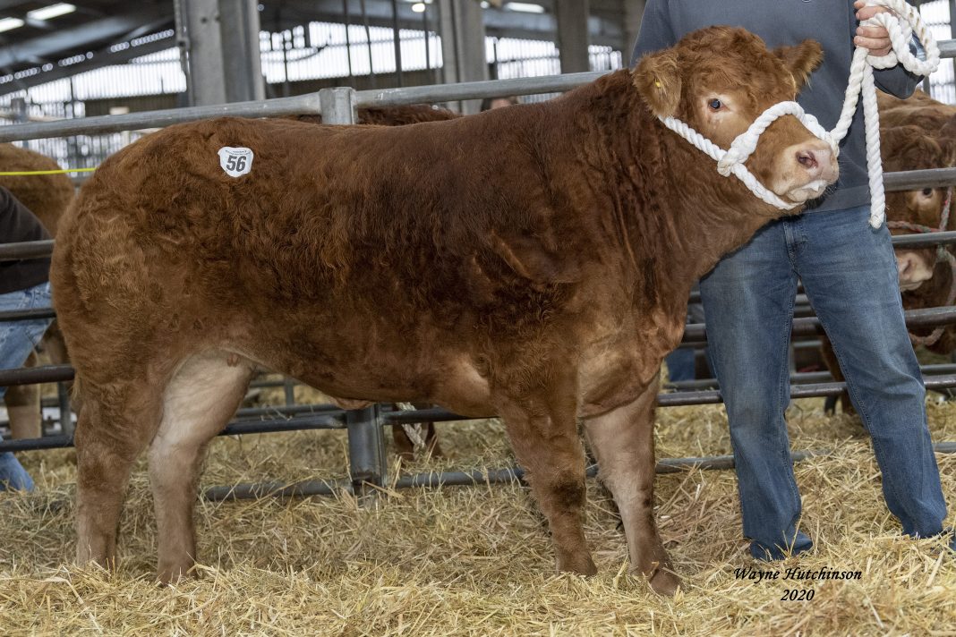 18000gns Goldies Pamela Leads Limousin Red Ladies Sale British Limousin Cattle Society 6735