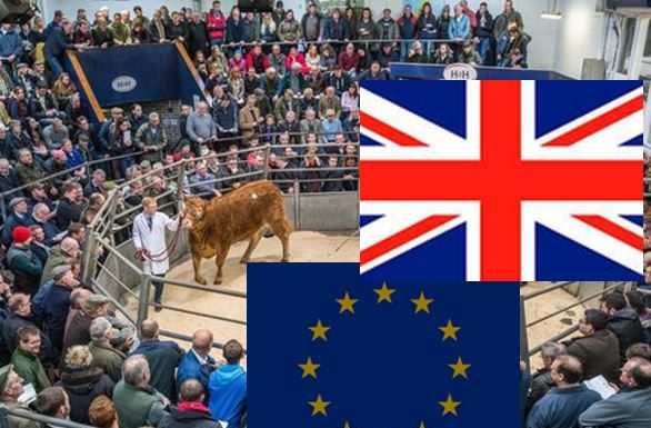 Government Guidance on Importing and Exporting Live Animals and Animal Products